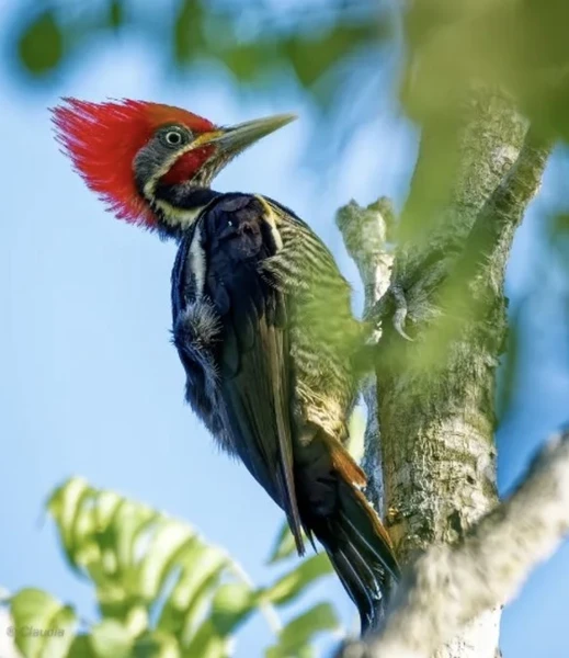 Birding Curití - Observación de Aves