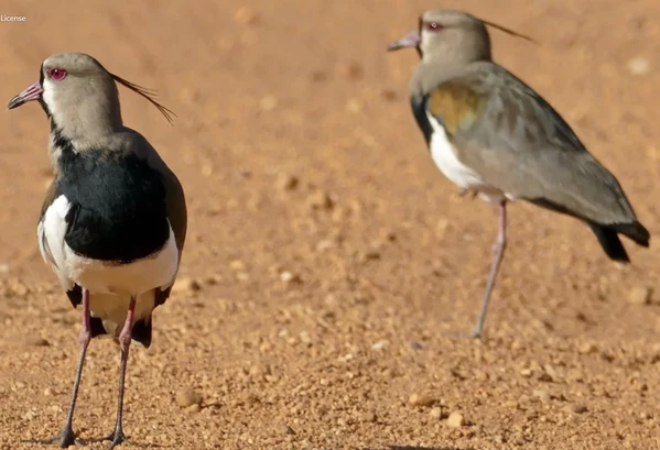 Birding Curití - Observación de Aves