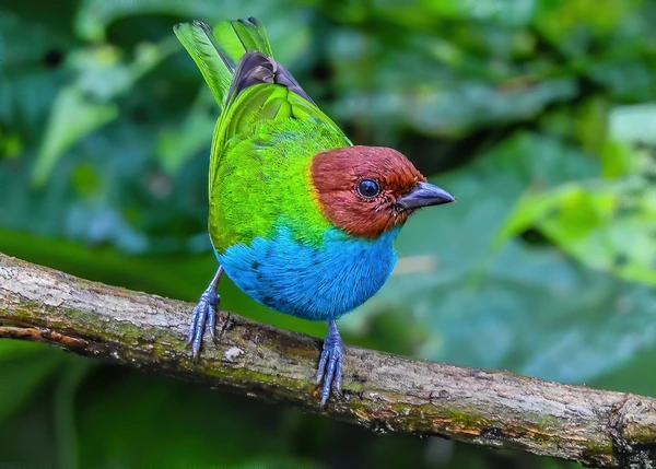 Birding Curití - Observación de Aves