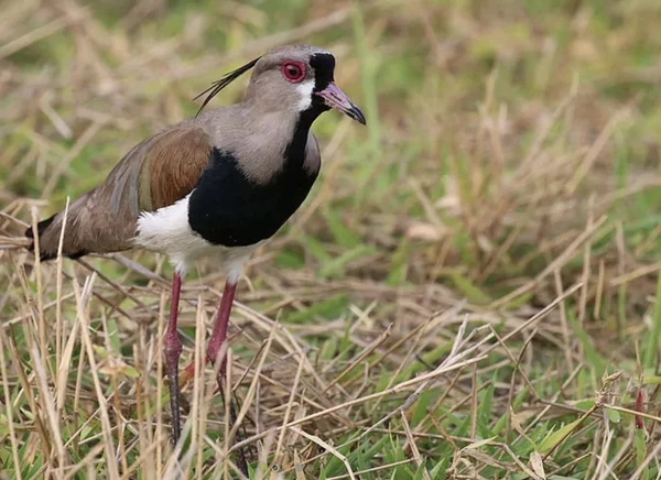 Birding Curití - Observación de Aves