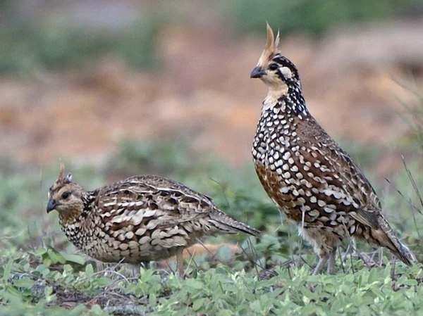 Birding Curití - Observación de Aves