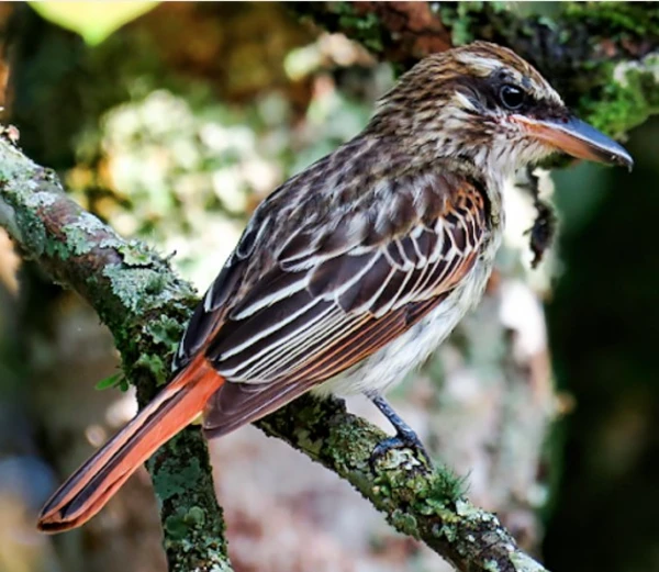 Birding Curití - Observación de Aves